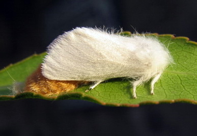 Lepidoptera - Euproctis chrysorrhoea, Erebidae Lymantriinae